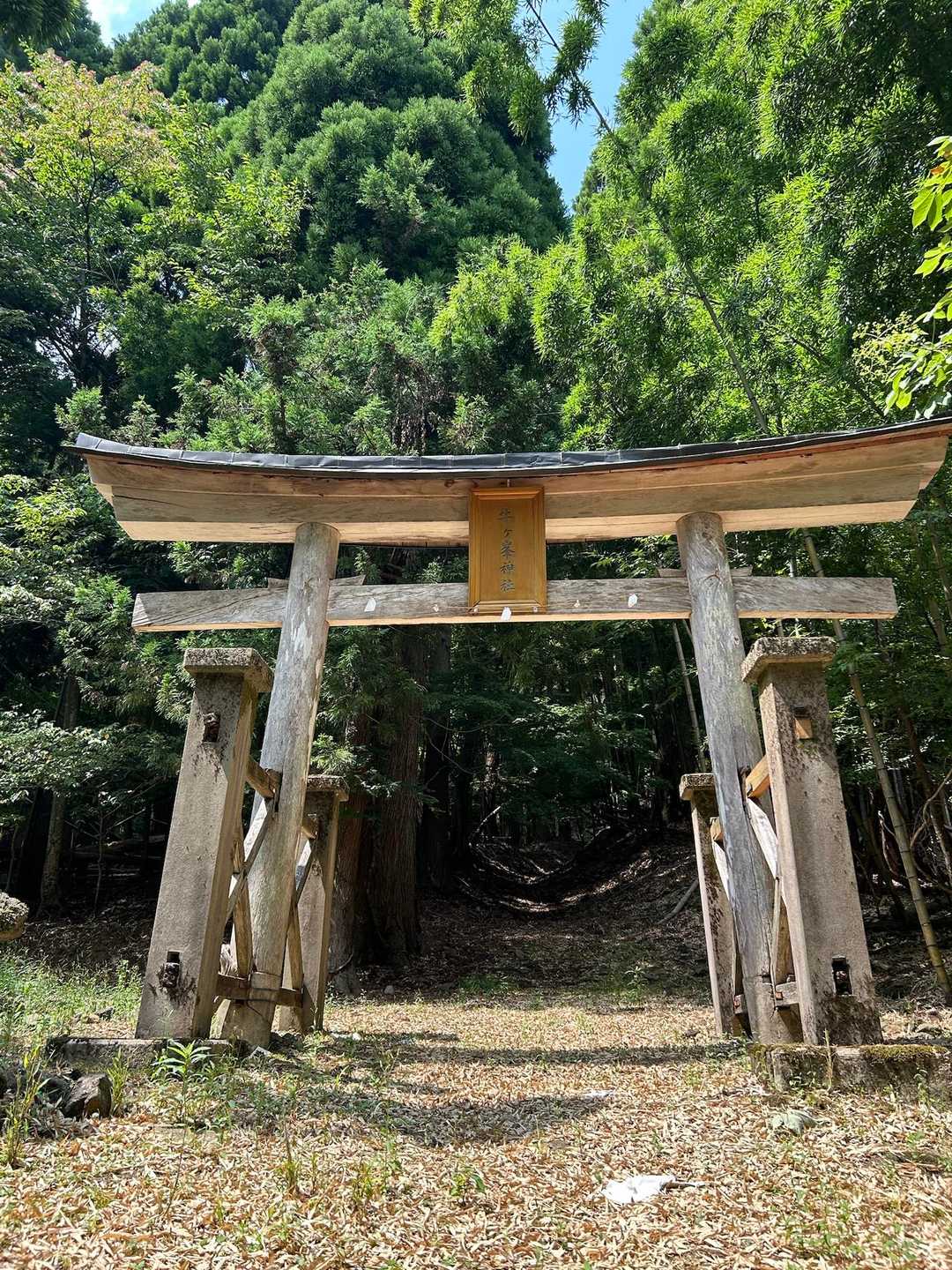 立派な木製鳥居⛩️