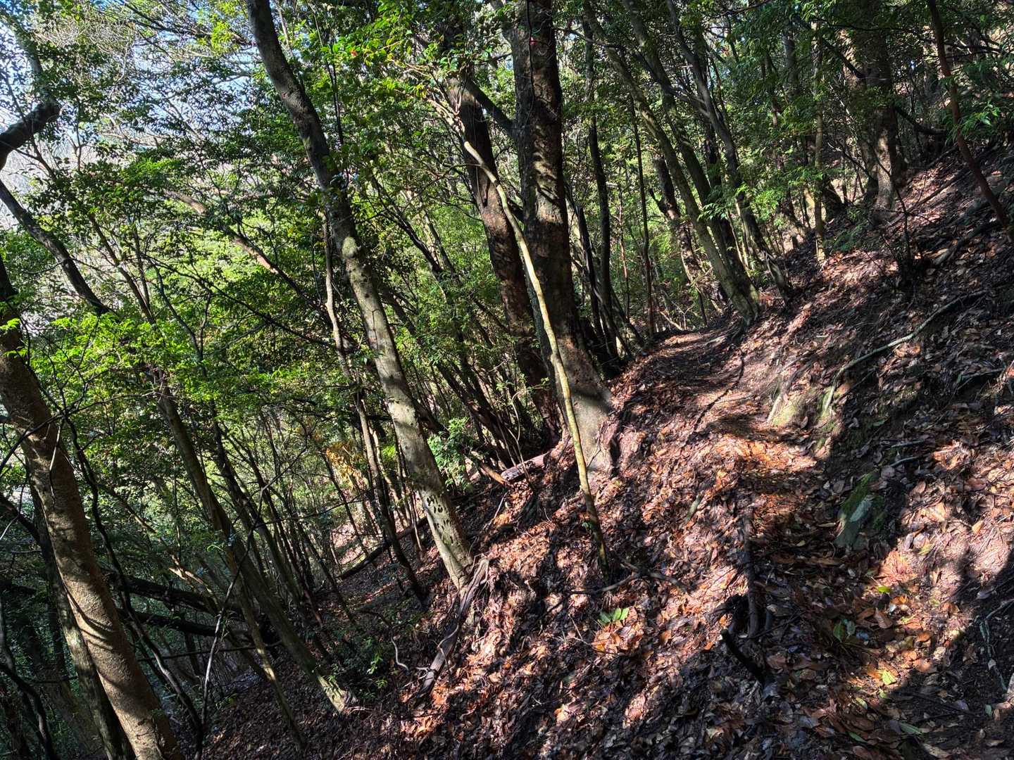 下山は西ルートにて🚶‍♂️