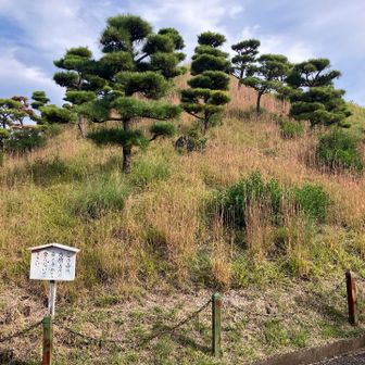 ここは古墳なので登れないピーク、機神山🤣YAMAP上ではすぐ近くを通るので、登っている事になっているが…
