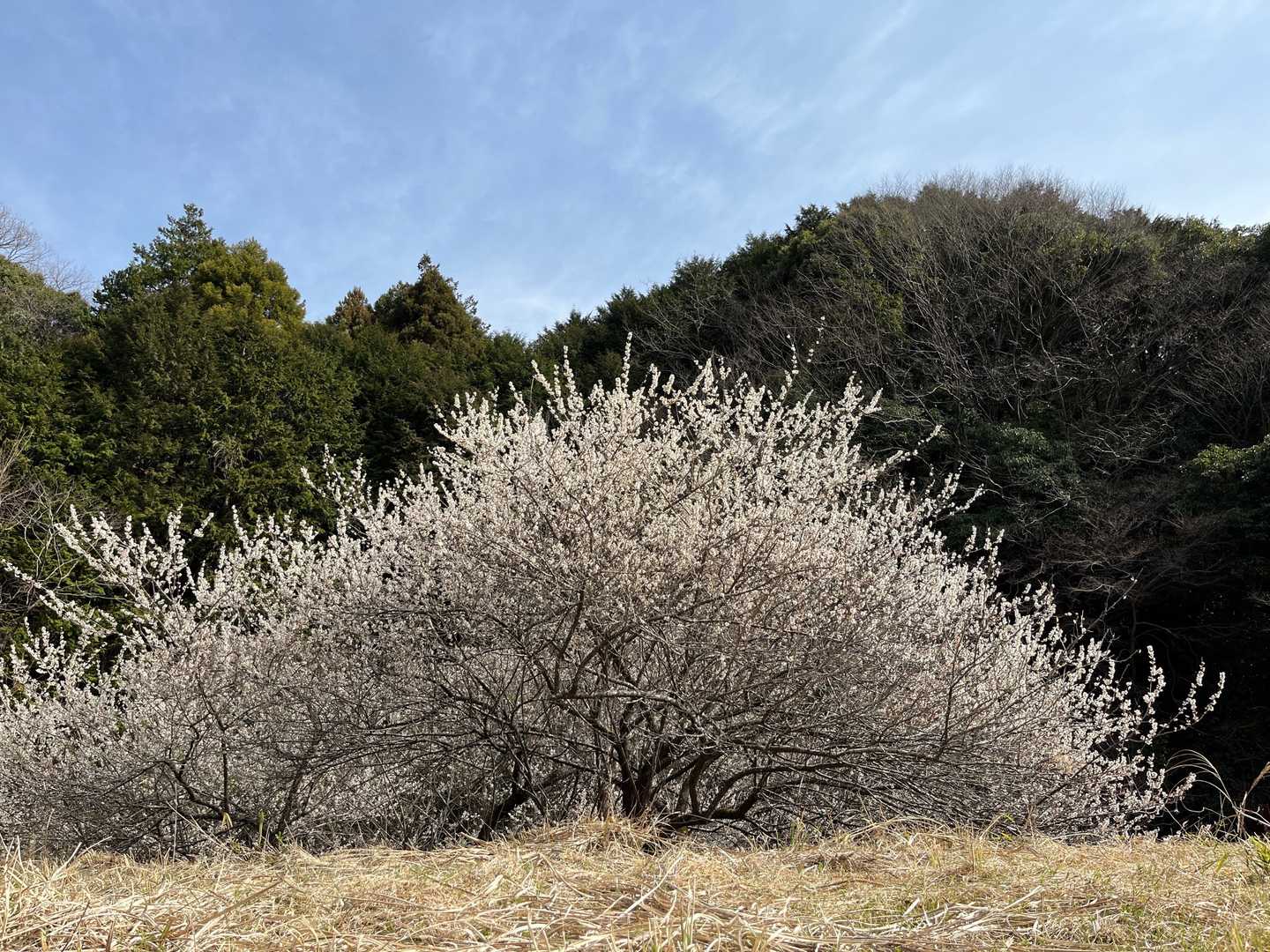見事な桜を横目に