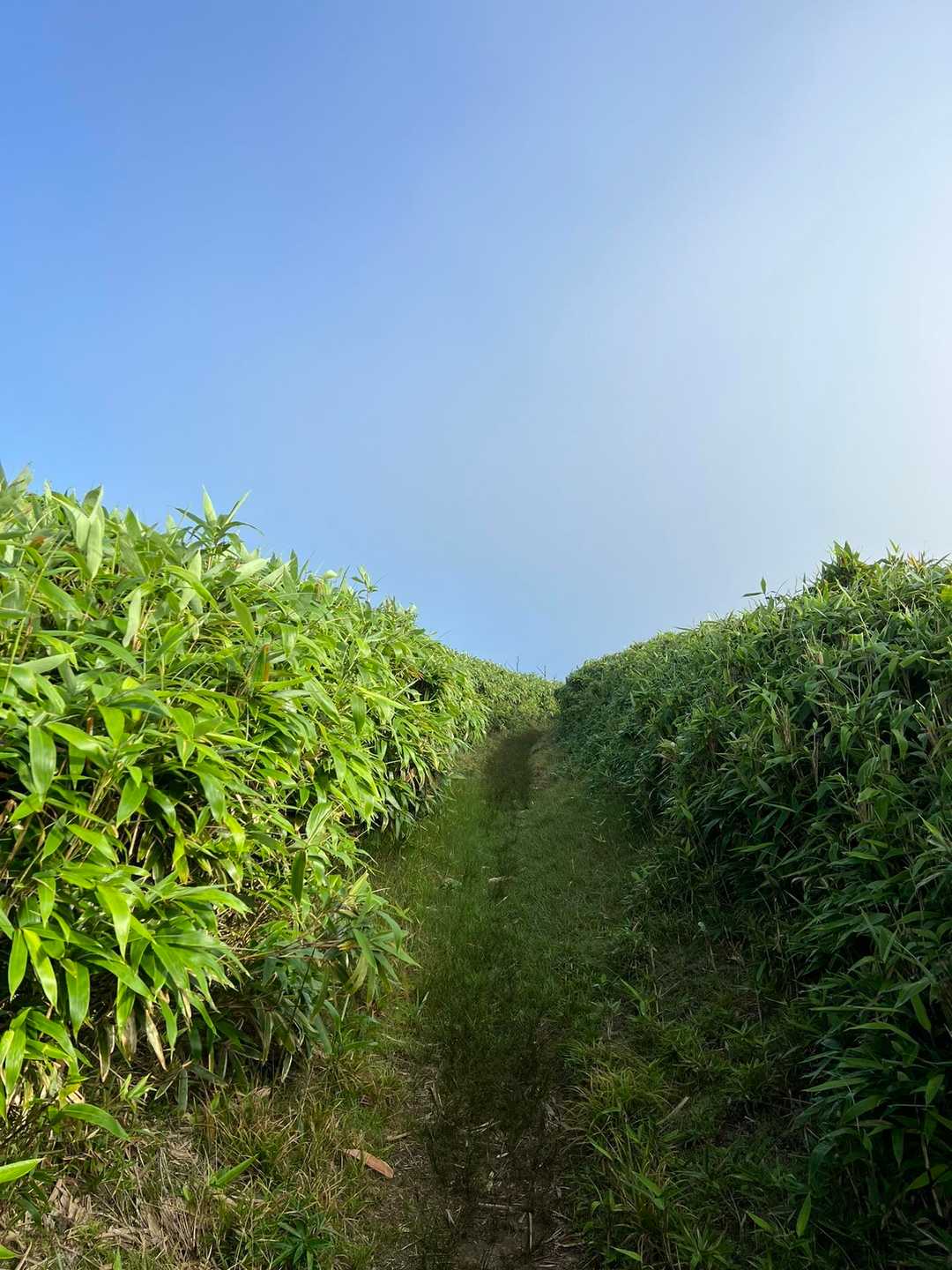 熊笹道がけっこう茂っていて朝露でびしょびしょになりました😓