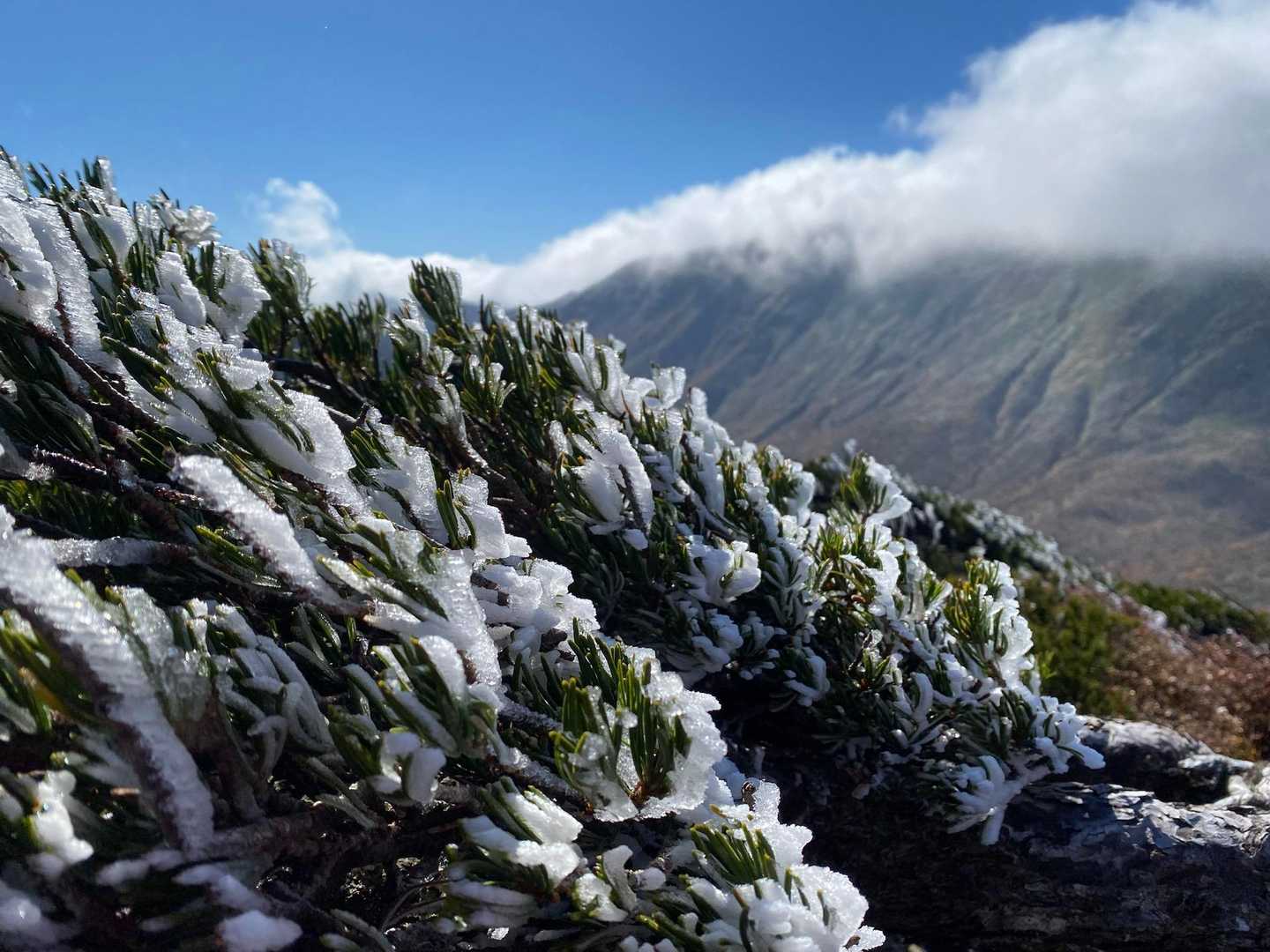 霧氷と屏風岳