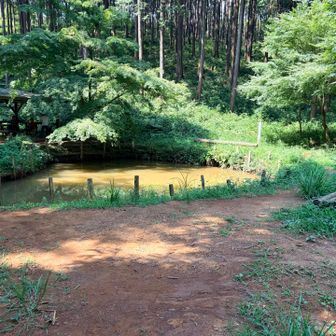 池がある！👀
そんな事よりも、覚悟していた虫が全然いない！
虫除けネット持ってきたけどメマトイもいない！