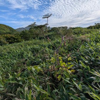 この低い木が途中の目印