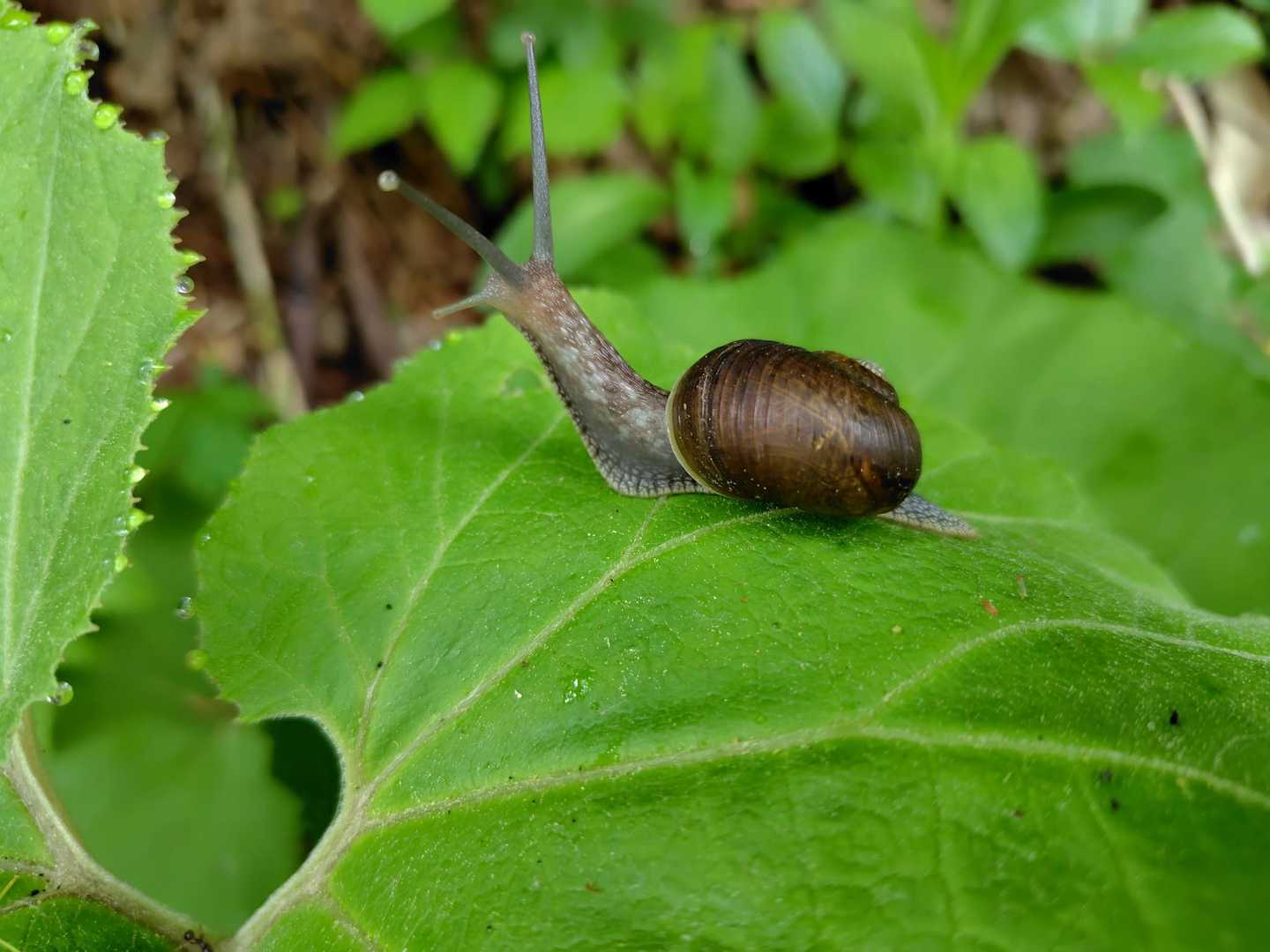 カタツムリ🐌