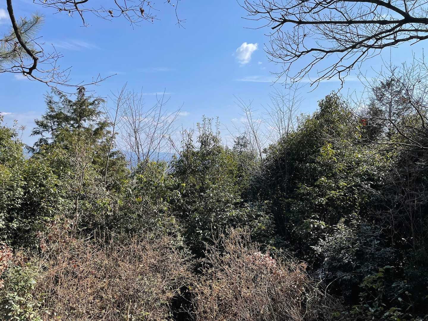 城ケ峰展望台をスルーしてたので
登り返したけど
何にも見えないんだ😅