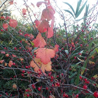 ヤブサンザシかな⁉️