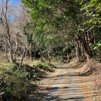 広い林道を歩きます。