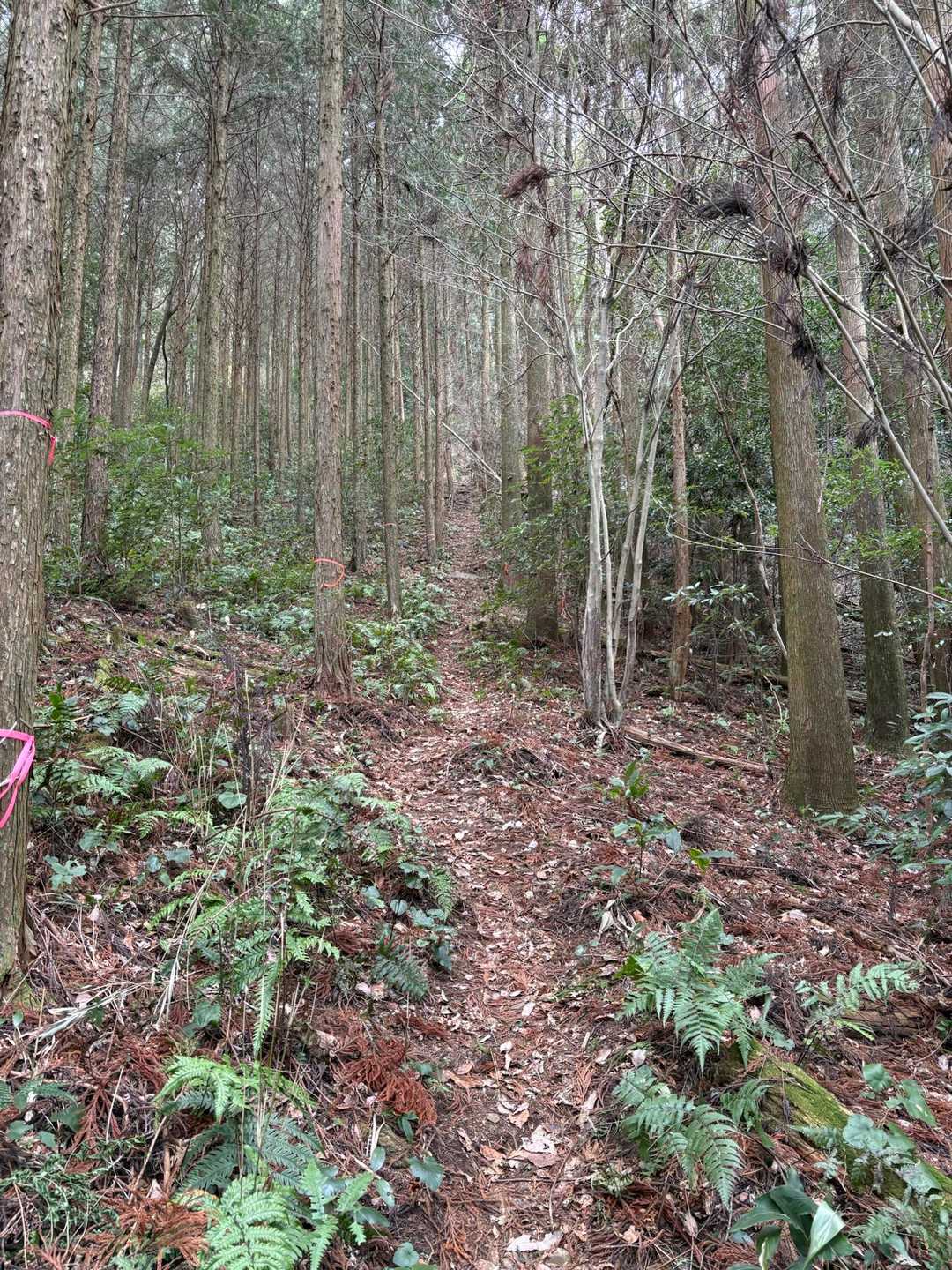 鳥神岡 周回コースの写真