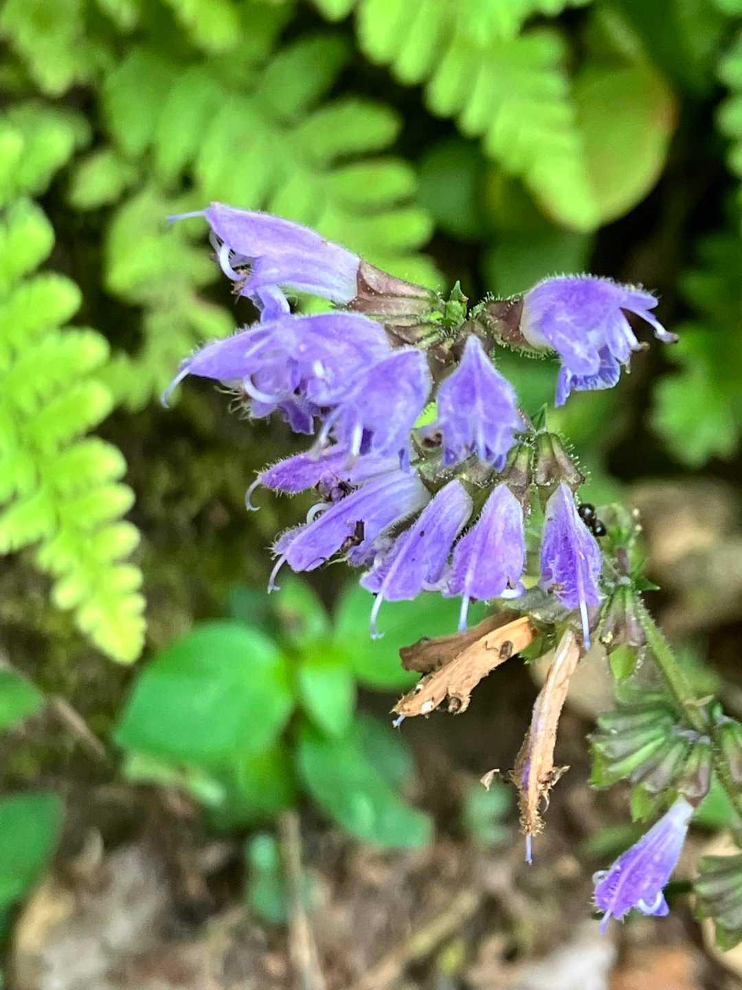 鳳来寺バス停-瑠璃山 往復コースの写真