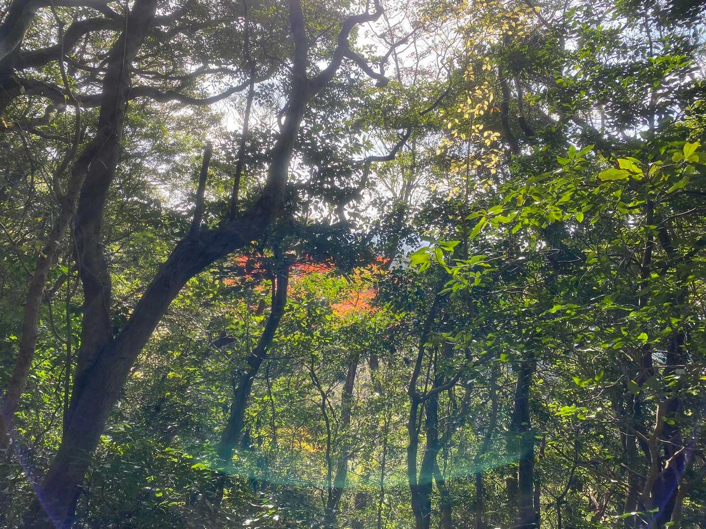一ノ瀬へ向かう途中、ここの峠、ホントにキツくて嫌になるんだ💦
日が差し込んできた紅葉に癒され🍁