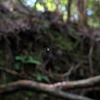 その間に巣を貼る小蜘蛛