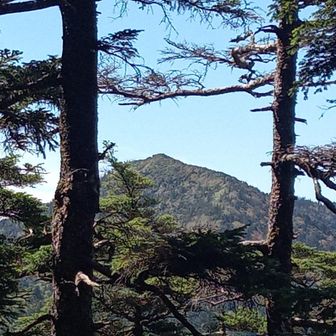 下山時に松の間から見えた帝釈山です。きれいな山容です。