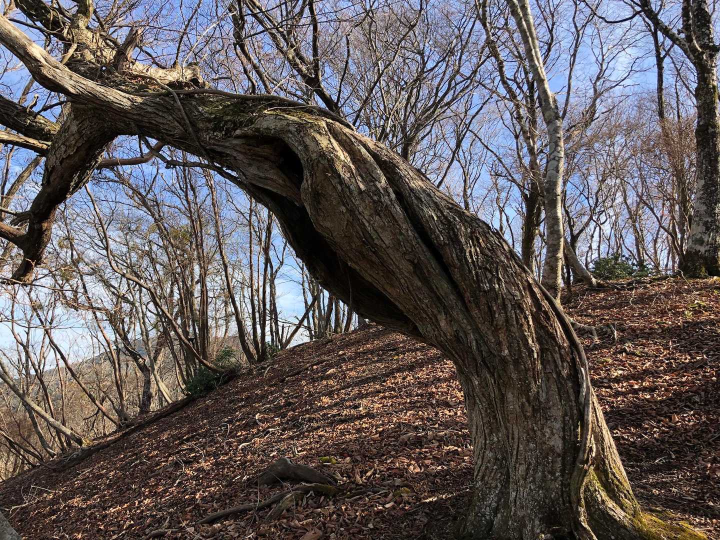 雪の重みで裂けたんかな？
それでも精一杯生きようとする力強さはすごい。😕
