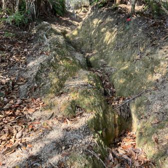 いきなりワイルドな急登