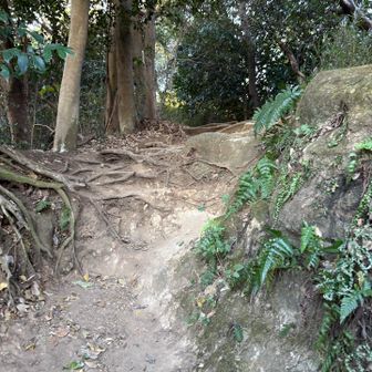 この辺りの茂みでカサカサカサカサ…
ずーっと見てたけど分からなくて前から来たおじさまにきいたら、

「リス🐿️だよ！」

！

目を凝らして見てたら🐿️家族？でわちゃわちゃしてました。
たくさんいるみたいですね。
しかも調べたらタイワンリスとか書いてあった…
シマリスではなさそう