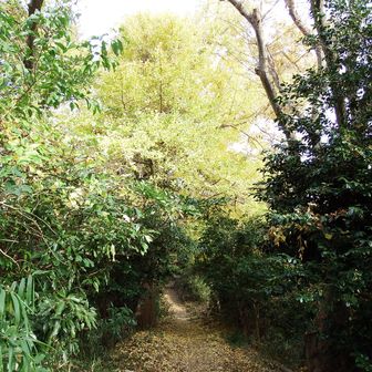 気持ち良く歩いています。