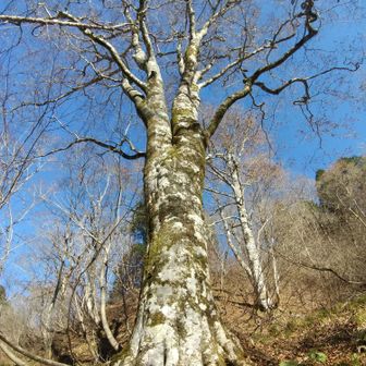 左門岳 そこにあったのがこのブナ。今日見た中では最大です。