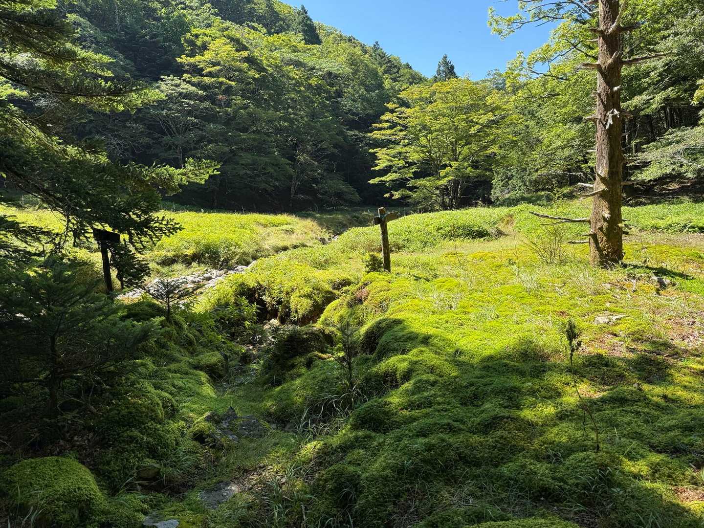 西大台は人の立入および動物(鹿などの害獣)の侵入を制限しているので、大台ヶ原の原風景が残っています🌿