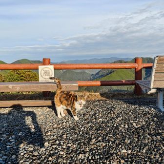 人懐こいネコちゃん