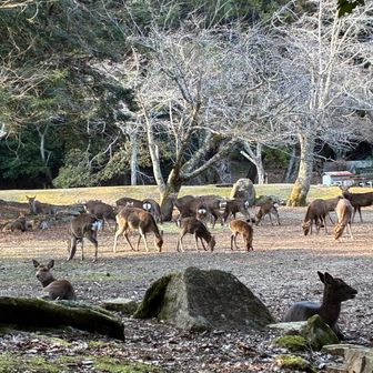 鹿🦌さんいっぱい〜