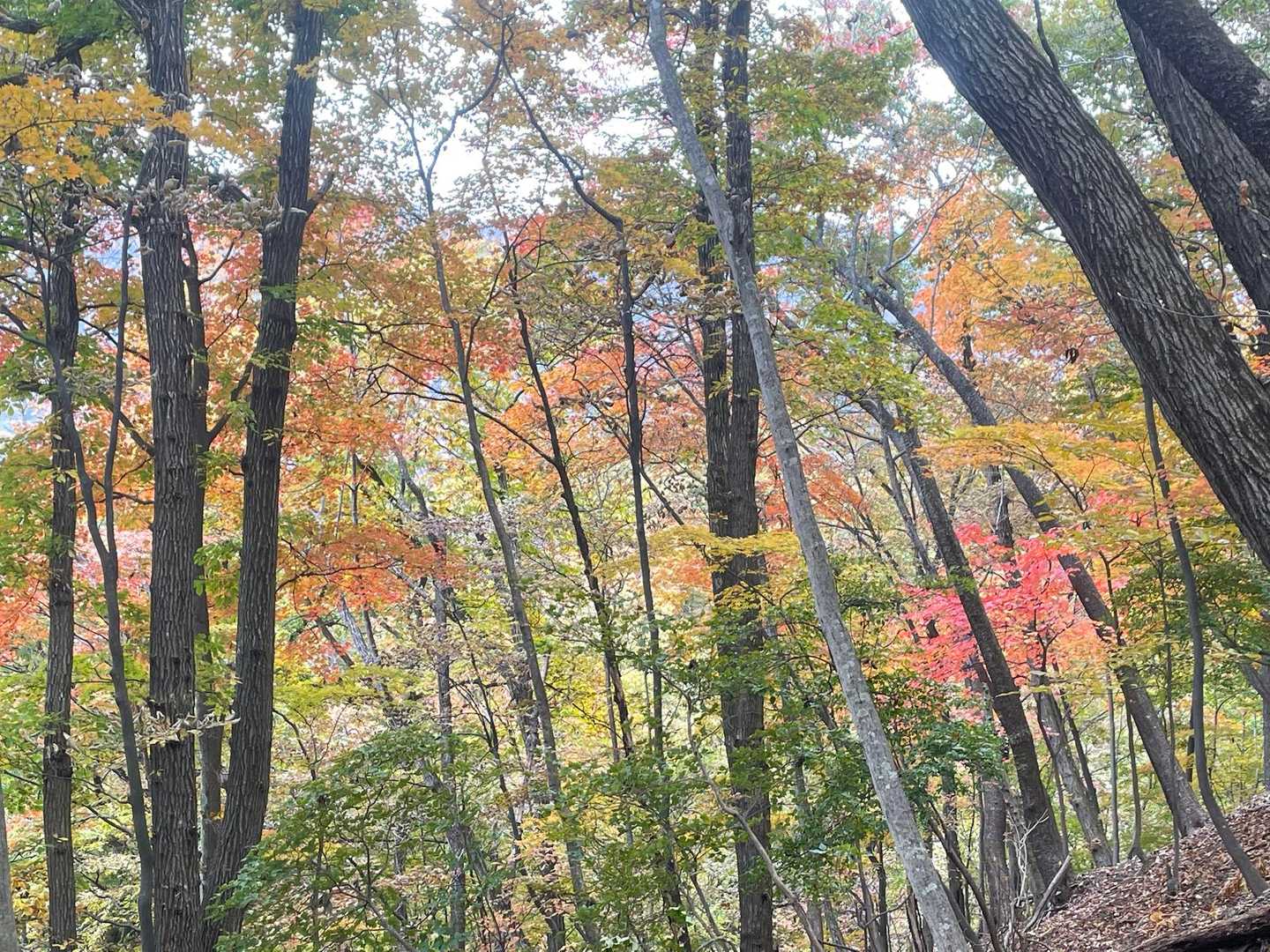 上の方は紅葉きれいです