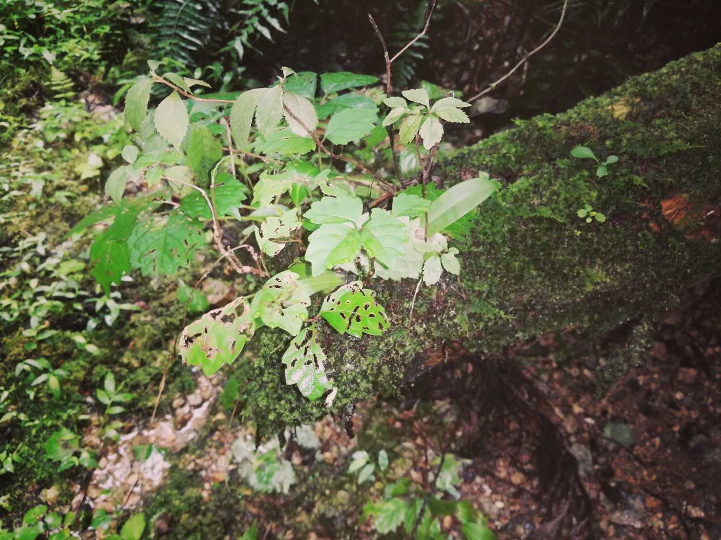 雨が続いたから苔蒸して