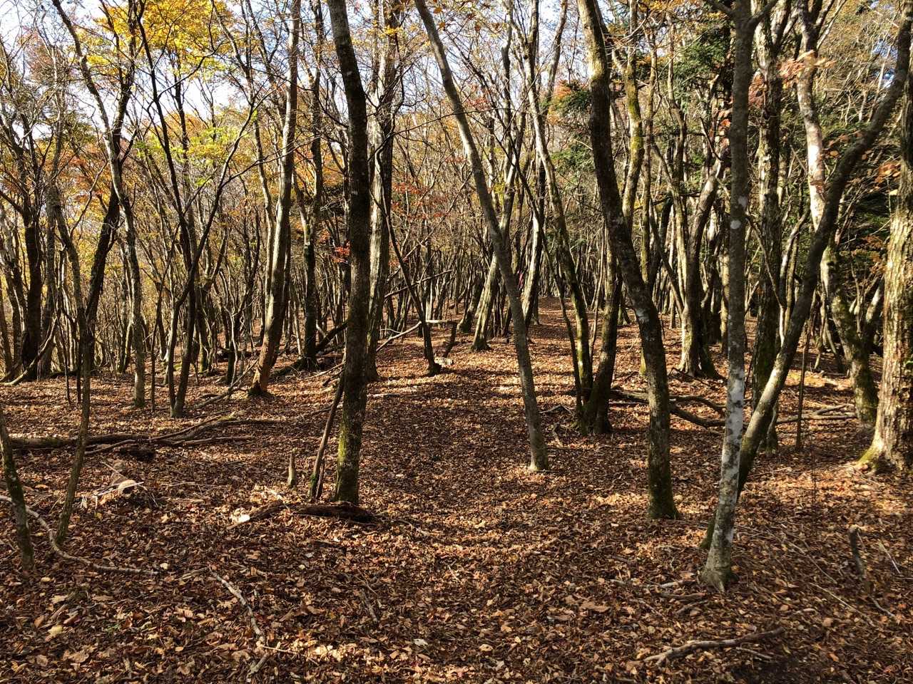 こちらが明神山。特に何も無い？