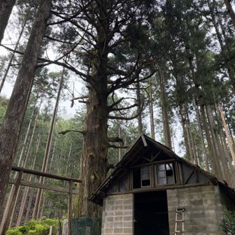 高見杉と避難小屋