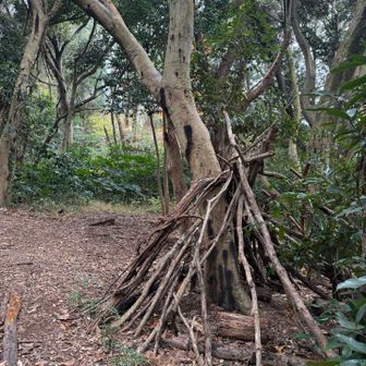 木のオブジェぽい🪾