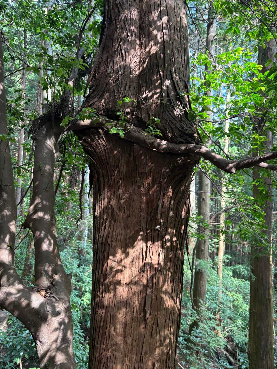 木を食う木🌳
マヨネーズちょうだいと言ってるとか言ってないとかw