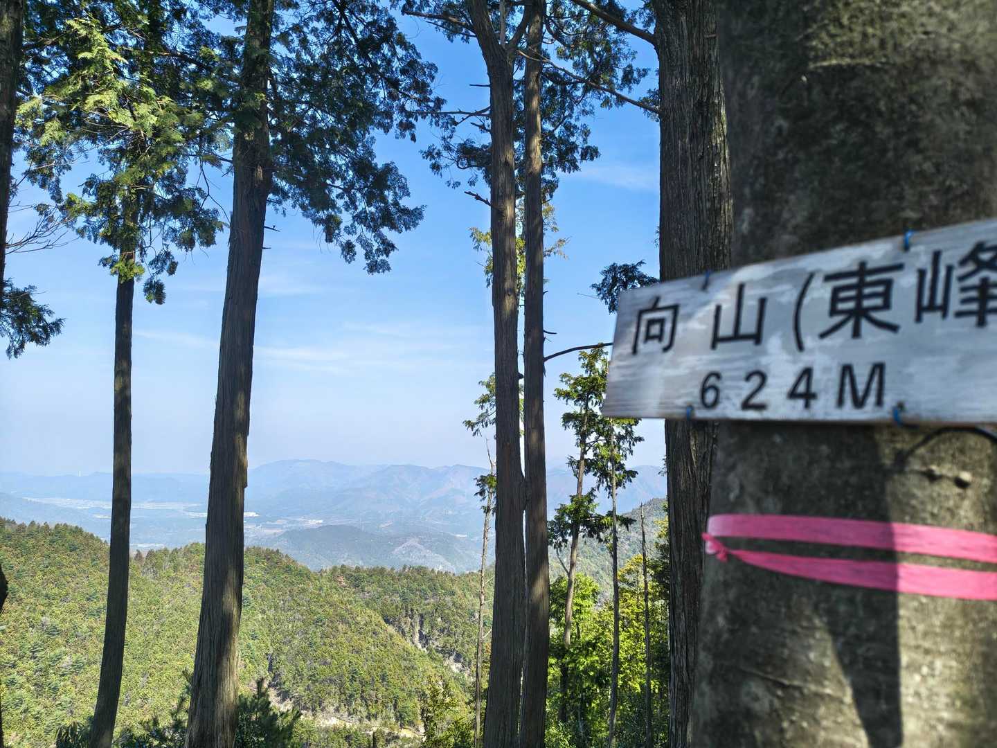 すぐ到着、このルートは良いですね、
高取山に戻り、下山中にも、バイカオウレンの群生地ありましたよ！👀