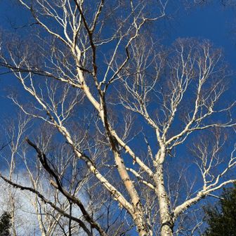 立派なダケカンバ✨