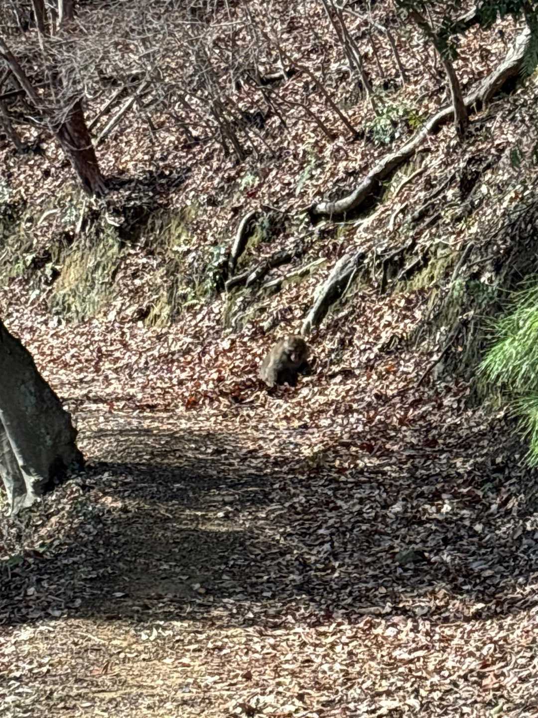 山道入るとすぐケモノ臭…😱😱