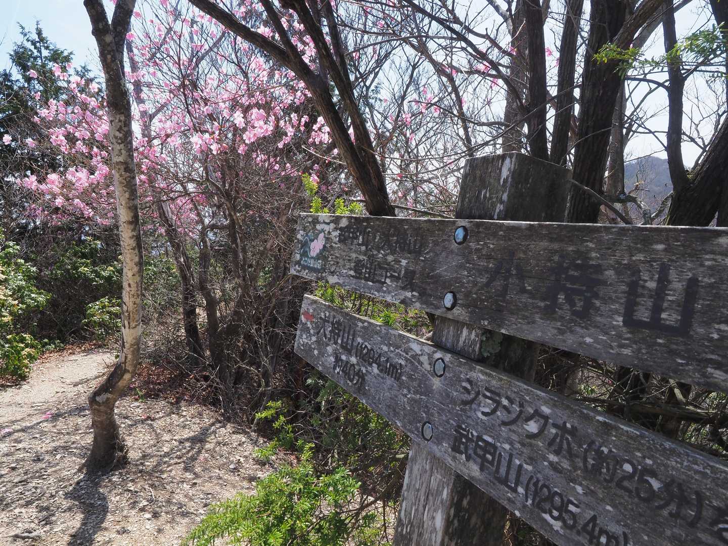 そうこうしていたら子持山に到着！！
子持山の山頂は眺めは良くないけど、