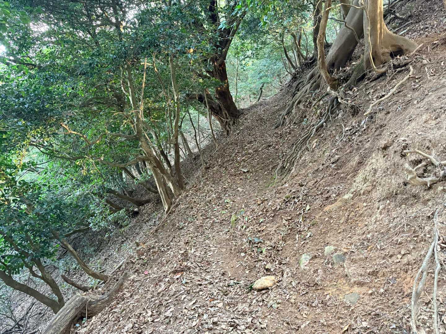 急斜面な箇所もあります⚠️
