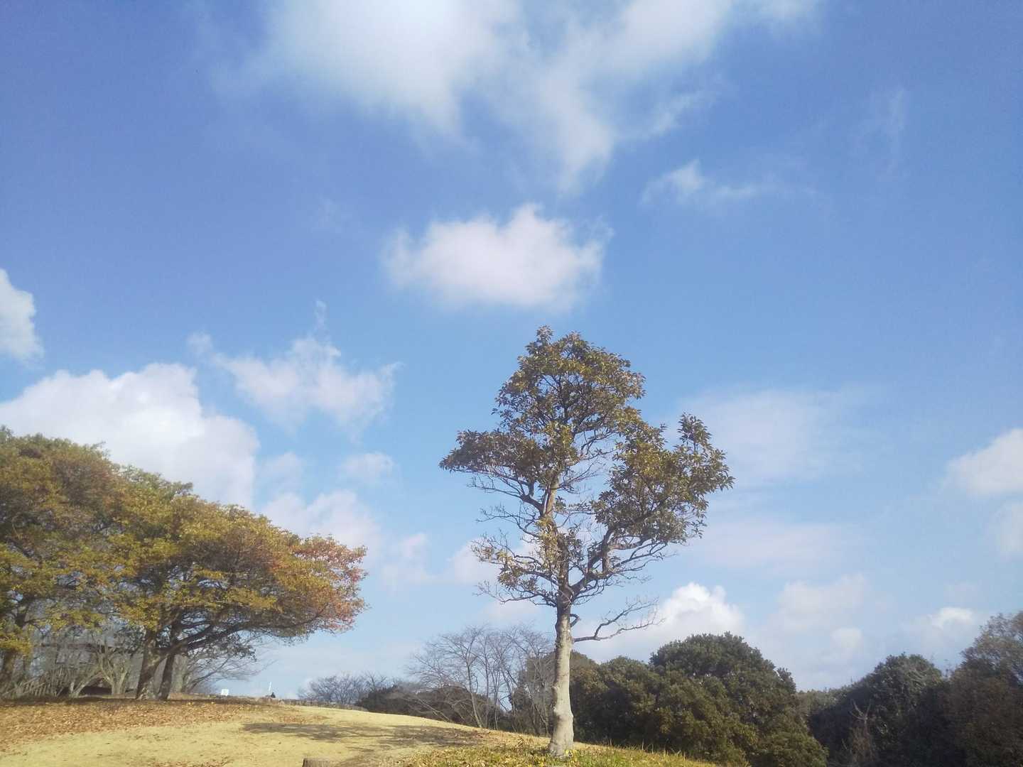 青ノ山 往復コースの写真