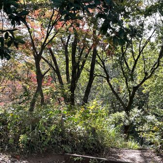 少し紅葉しているところもあります。