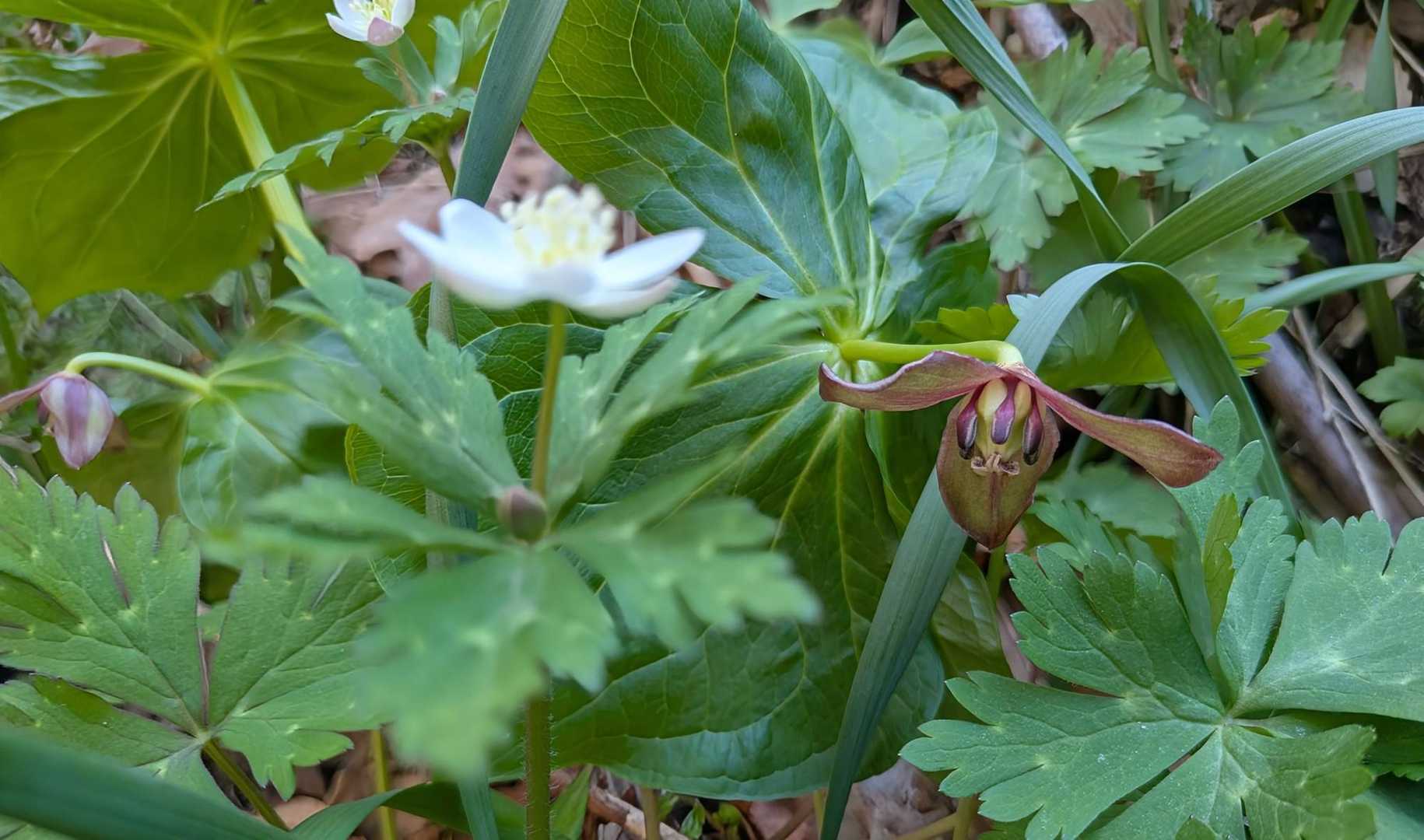 前回、福寿草🌼が咲いてた所はエンレイソウ達が咲いてました😊