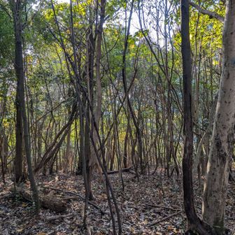 丹生山山頂　眺望無し