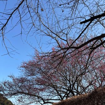 紅梅が咲いてます♪