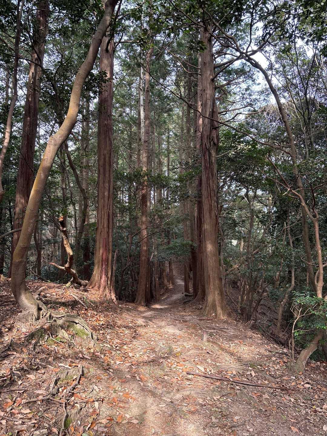鐘撞山への楽しいほぼ平らな道☺️
