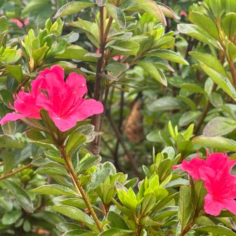 これはサツキでしょうか、狂い咲きの花🌺が咲いてました👀