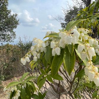 お日様出てきて馬酔木もキラキラ✨