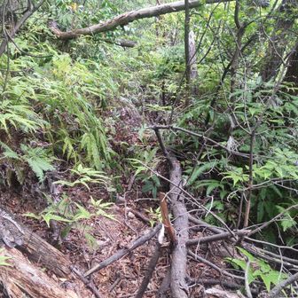 山頂の向こう側へ少し下ってから、沢ノ池に向かう巻き道に入るが、倒木が多く、荒れている。
山頂から直接沢ノ池方面に向かうショートカットがあるが、そっちのほうが良さそうだった。