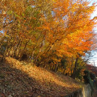 最後も美しい～紅葉でした。