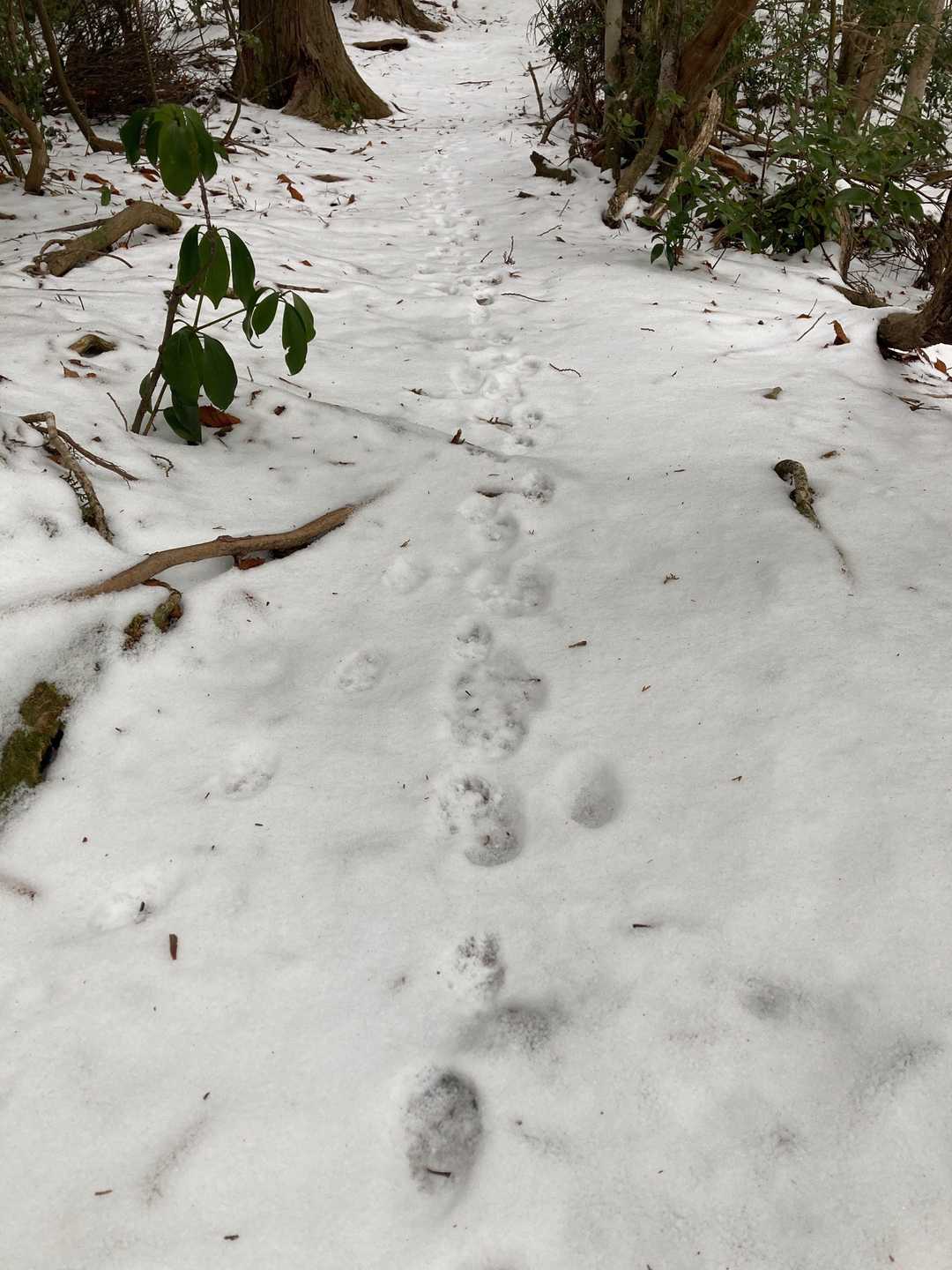 足跡たどりながら🐾登ります🏃‍♂️