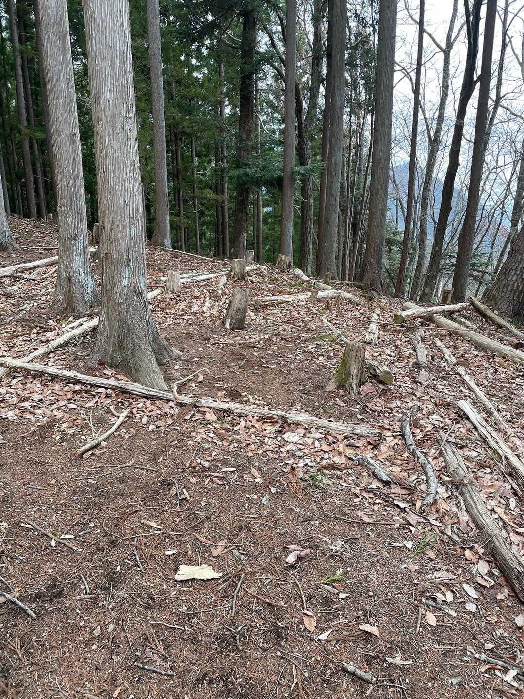 やっと平面(*´д`)
