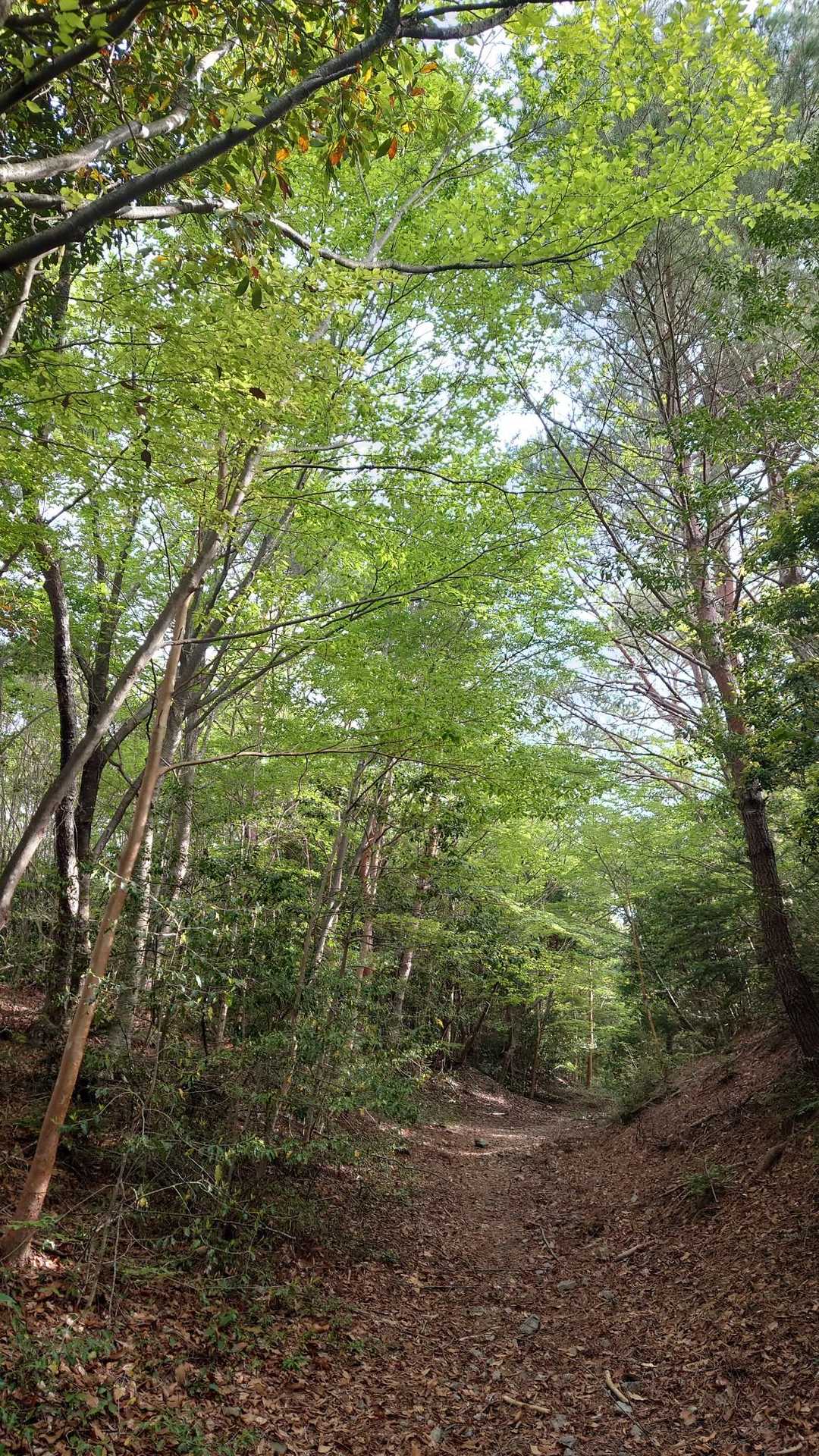 野鳥の鳴き声が響く廃林道を、さらに登って行きます。