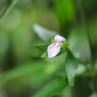 ハグロソウ（葉黒草）

路肩の小さな花たちに足止めされて、なかなか先に進めません